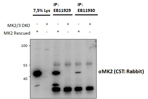 MAPKAPK2 antibody EB11929 and (1.5 ug) immunoprecipitations from lysates of MK2/MK3 double knockout MEFs, with (third and fifth lanes) and without (fourth and sixth lanes) rescued MK2 expression through retroviral transduction. The corresponding lysates (first and second lane resp.) were analyzed in parallel in this Western blot labeled with rabbit anti-MK2.