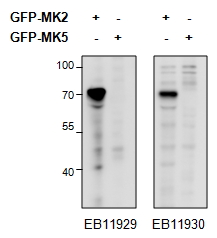MAPKAPK2 antibody HEK293 overexpressing Mouse MK2 fused to GFP or overexpressing MK5 fused to GFP and probed with EB11929 (0.5 ug/ml) in the left panel and with (0.5 ug/ml) in the right panel.