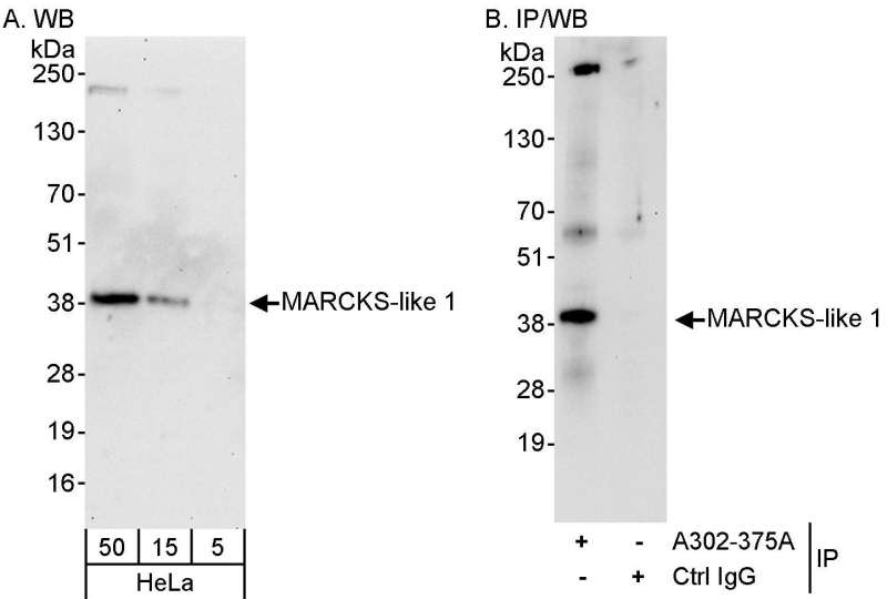 Detection of Human MARCKS-like 1 by Western Blot and Immunoprecipitation. Samples: Whole cell lysate (5, 15 and 50 ug for WB; 1 mg for IP, 20% of IP loaded) from HeLa cells. Antibodies: Affinity purified rabbit anti-MARCKS-like 1 antibody used for WB at 0.1 ug/ml (A) and 1 ug/ml (B) and used for IP at 10 ug/mg lysate. Detection: Chemiluminescence with exposure times of 30 seconds (A) and 15 seconds (B).