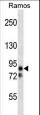 EMK Antibody (V581) western blot of Ramos cell line lysates (35 ug/lane). The EMK antibody detected the EMK protein (arrow).