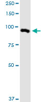MARK2 monoclonal antibody (M01), clone 3B12. Western Blot analysis of MARK2 expression in NIH/3T3.