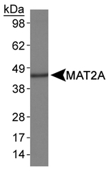 Detection of MAT2A in HepG2 whole cell lysates.