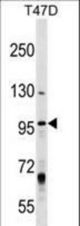 MCM8 Antibody western blot of T47D cell line lysates (35 ug/lane). The MCM8 antibody detected the MCM8 protein (arrow).