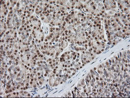 IHC of paraffin-embedded Human pancreas tissue using anti-MCTS1 mouse monoclonal antibody.