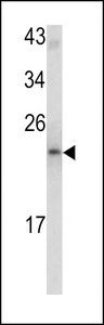 Western blot of MCT-1 antibody in mouse bladder tissue lysates (35 ug/lane). MCTS1 (arrow) was detected using the purified antibody.