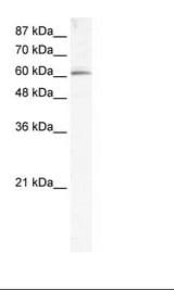 Raji Cell Lysate