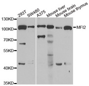 Western blot analysis of extracts of various cell lines, using MFI2 antibody.