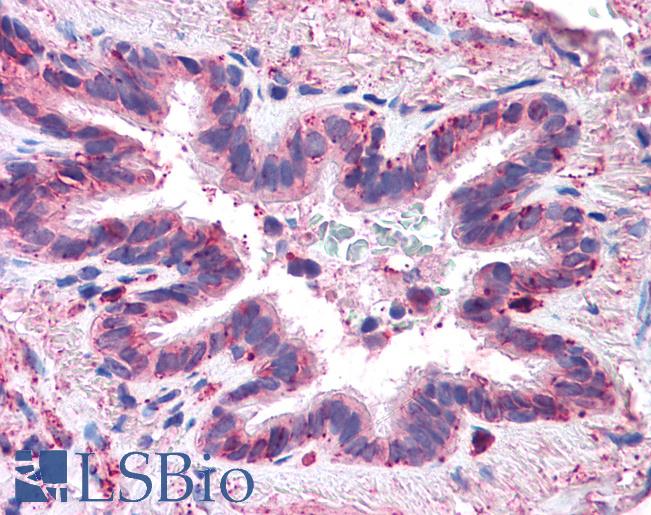 Anti-MFI2 antibody LS-A8345 IHC of human lung, respiratory epithelium. Immunohistochemistry of formalin-fixed, paraffin-embedded tissue after heat-induced antigen retrieval.