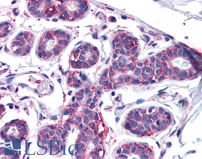Anti-MFI2 antibody LS-A8345 IHC of human breast. Immunohistochemistry of formalin-fixed, paraffin-embedded tissue after heat-induced antigen retrieval.