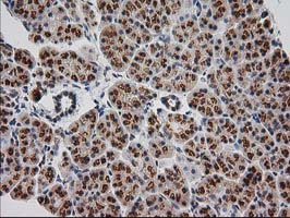 IHC of paraffin-embedded Human pancreas tissue using anti-MGLL mouse monoclonal antibody. (Heat-induced epitope retrieval by 10mM citric buffer, pH6.0, 100C for 10min).