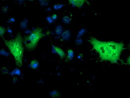 Anti-MGLL mouse monoclonal antibody immunofluorescent staining of COS7 cells transiently transfected by pCMV6-ENTRY MGLL.