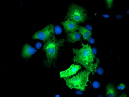 Anti-MGLL mouse monoclonal antibody immunofluorescent staining of COS7 cells transiently transfected by pCMV6-ENTRY MGLL.