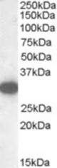 Antibody (0.5 ug/ml) staining of Human Adipose lysate (35 ug protein in RIPA buffer). Primary incubation was 1 hour. Detected by chemiluminescence.