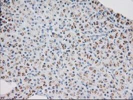 IHC of paraffin-embedded Human pancreas tissue using anti-MGLL mouse monoclonal antibody.