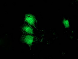 Anti-MGLL mouse monoclonal antibody immunofluorescent staining of COS7 cells transiently transfected by pCMV6-ENTRY MGLL.