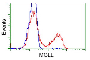 HEK293T cells transfected with either overexpress plasmid (Red) or empty vector control plasmid (Blue) were immunostained by anti-MGLL antibody, and then analyzed by flow cytometry.