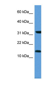 MGST3 antibody western blot of Human Fetal Heart lysate.
