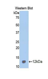 Western blot of recombinant MIP-2 / GRO2 / CXCL2.