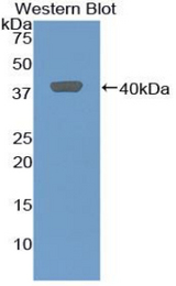 Western blot of recombinant MIP-2 / GRO2 / CXCL2.