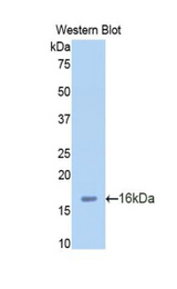 Western blot of recombinant MIP-2 / GRO2 / CXCL2.