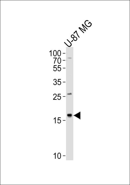 Western blot of lysate from U-87 MG cell line, using CXCL2 Antibody. Antibody was diluted at 1:1000 at each lane. A goat anti-rabbit IgG H&L (HRP) at 1:5000 dilution was used as the secondary antibody. Lysate at 35ug per lane.