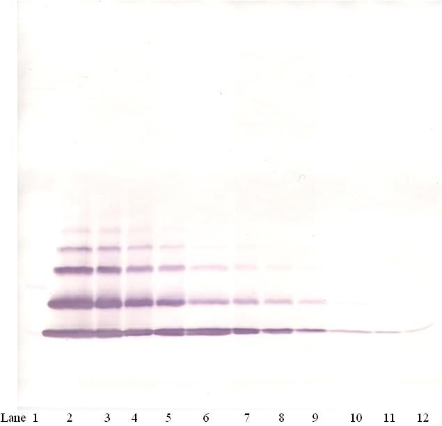 Western Blot (non-reducing) of MIP-2 / CXCL2 antibody LS-C104840