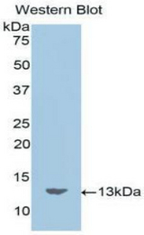 Western blot of recombinant Motilin.