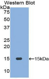 Western blot of recombinant Motilin.