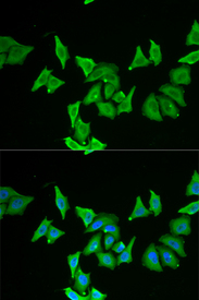 Immunofluorescence analysis of U2OS cell using MLN antibody. Blue: DAPI for nuclear staining.