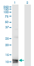 Western Blot analysis of MLN expression in transfected 293T cell line by MLN monoclonal antibody (M07), clone 4E12.Lane 1: MLN transfected lysate (Predicted MW: 12.9 KDa).Lane 2: Non-transfected lysate.