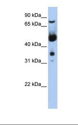 721_B cell lysate. Antibody concentration: 1.0 ug/ml. Gel concentration: 12%.