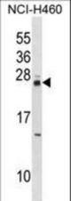 MOBKL3 Antibody western blot of NCI-H460 cell line lysates (35 ug/lane). The MOBKL3 antibody detected the MOBKL3 protein (arrow).