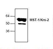 Western blot of MST1 antibody LS-C48609.