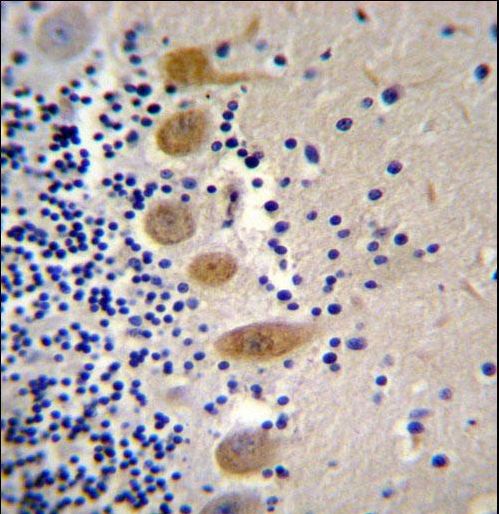 MST1 Antibody immunohistochemistry of formalin-fixed and paraffin-embedded human cerebellum tissue followed by peroxidase-conjugated secondary antibody and DAB staining.