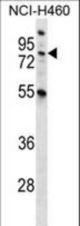 MST1 Antibody western blot of NCI-H460 cell line lysates (35 ug/lane). The MST1 antibody detected the MST1 protein (arrow).