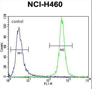 MST1 Antibody flow cytometry of NCI-H460 cells (right histogram) compared to a negative control cell (left histogram). FITC-conjugated goat-anti-rabbit secondary antibodies were used for the analysis.