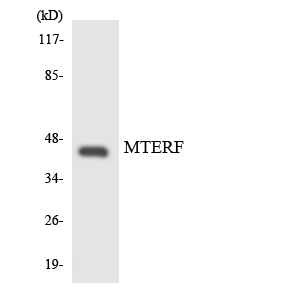 Western blot of the lysates from HUVEC cells using MTERF antibody.