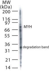 Western blot of MYH in 20 ugs of HeLa cell lysate using antibody at 2 ug/ml.