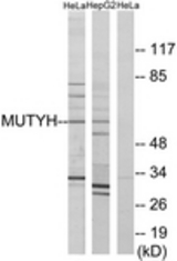 Western blot of extracts from HeLa/HepG2 cells, using MUTYH Antibody. The lane on the right is treated with the synthesized peptide.