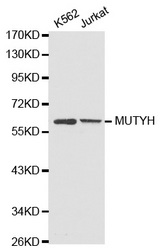 Western blot analysis of extracts of various cell lines, using MUTYH antibody.