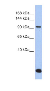 MVP antibody LS-C112228 Western blot of COLO205 cell lysate.
