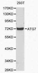 Western blot of C19orf10 pAb in extracts from 293T cells.