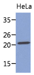 Western Blot: The lysate of HeLa (40 ug) were resolved by SDS-PAGE, transferred to PVDF membrane and probed with anti-human MYL4 antibody (1:1000). Proteins were visualized using a goat anti-mouse secondary antibody conjugated to HRP and an ECL detection system.