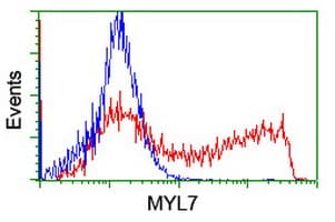 HEK293T cells transfected with either overexpress plasmid (Red) or empty vector control plasmid (Blue) were immunostained by anti-MYL7 antibody, and then analyzed by flow cytometry.