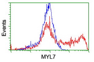 HEK293T cells transfected with either overexpress plasmid (Red) or empty vector control plasmid (Blue) were immunostained by anti-MYL7 antibody, and then analyzed by flow cytometry.