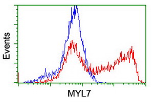 HEK293T cells transfected with either overexpress plasmid (Red) or empty vector control plasmid (Blue) were immunostained by anti-MYL7 antibody, and then analyzed by flow cytometry.