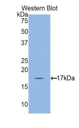 Western blot of recombinant MLC2a / MYL7.