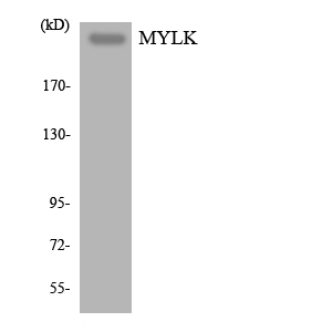 Western blot of the lysates from HT-29 cells using MYLK antibody.
