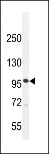 MYLK3 Antibody western blot of K562 cell line lysates (35 ug/lane). The MYLK3 antibody detected the MYLK3 protein (arrow).