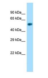 NAPRT1 antibody Western Blot of Mouse Kidney.